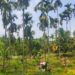 Improved harvest lifts areca nut earnings